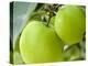 Two Cooking Apples on Tree, England-Paul Thompson-Premier Image Canvas
