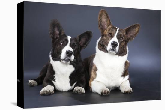 Two Corgi Cardigan-vivienstock-Premier Image Canvas