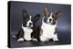 Two Corgi Cardigan-vivienstock-Premier Image Canvas