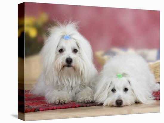 Two Coton De Tulear Dogs Lying on a Rug-Petra Wegner-Premier Image Canvas