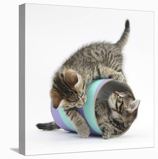 Two Cute Tabby Kittens, Stanley and Fosset, 7 Weeks, Playing with a Tube-Mark Taylor-Premier Image Canvas