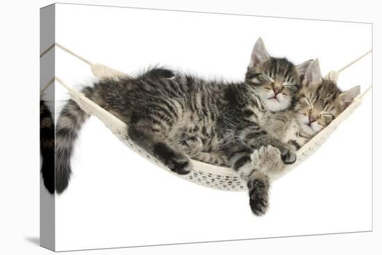Two Cute Tabby Kittens, Stanley and Fosset, 7 Weeks, Sleeping in a Hammock-Mark Taylor-Premier Image Canvas