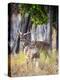 Two deer stags, India-Panoramic Images-Premier Image Canvas