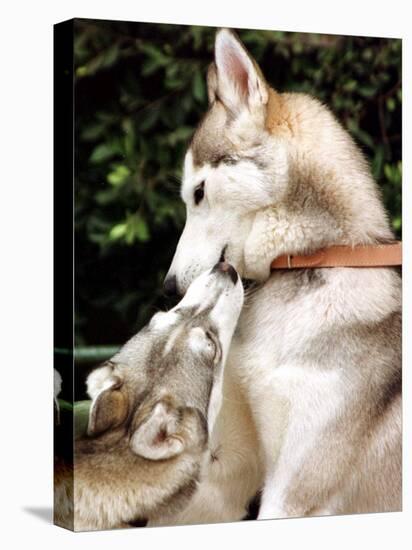 Two Dogs, Siberian Husky Breed, Play with Each Other-null-Premier Image Canvas