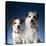 Two dogs sticking out their tongues-Christopher C Collins-Premier Image Canvas