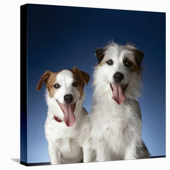 Two dogs sticking out their tongues-Christopher C Collins-Premier Image Canvas