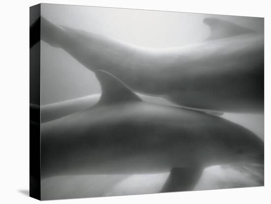 Two Dolphins-Henry Horenstein-Premier Image Canvas