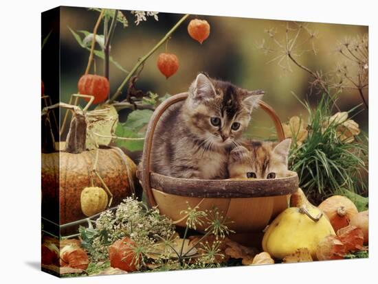 Two Domestic Kittens (Felis Catus) in Basket Surrounded by Pumpkins-Jane Burton-Premier Image Canvas