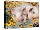 Two Domestic Piglets, Mixed-Breed-Lynn M. Stone-Premier Image Canvas