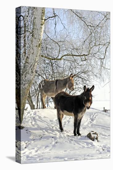 Two Donkeys Brown and Grey under Frost-Covered Birches on Wintry Belt-Harald Lange-Premier Image Canvas