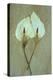 Two Dried Flowerheads of Arum or Calla Lily or Zantedeschia Aethiopica Crowborough Lying-Den Reader-Premier Image Canvas