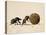 Two Dung Beetles Rolling a Dung Ball, Addo Elephant National Park, South Africa, Africa-James Hager-Premier Image Canvas