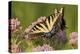 Two Eastern Tiger Swallowtails Feed on Milkweed in a Virginia Wetland-Neil Losin-Premier Image Canvas