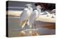 Two Egrets on the beach I-Vivienne Dupont-Stretched Canvas