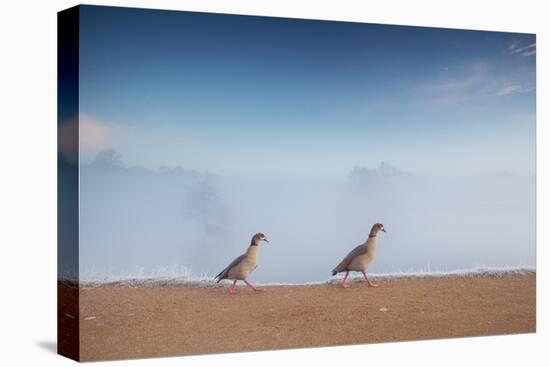 Two Egyptian Geese, Alopochen Aegyptiacus, Walk By A Misty Lake In Richmond Park At Sunrise-Alex Saberi-Premier Image Canvas