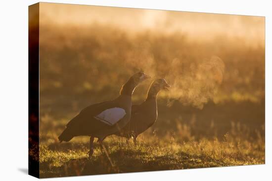 Two Egyptian Geese Call Out Together in the Misty Winter of Richmond Park-Alex Saberi-Premier Image Canvas