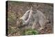 Two Eurasian lynx kittens, aged eight months, play fighting-Edwin Giesbers-Premier Image Canvas