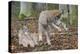 Two Eurasian lynx kittens, one lying down, the other playing-Edwin Giesbers-Premier Image Canvas