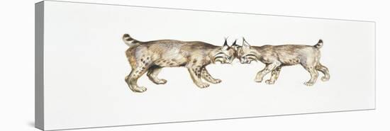 Two Eurasian Lynxes (Lynx Lynx) Head to Head-null-Premier Image Canvas