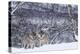 Two European Grey Wolves (Canis Lupus) In Woodland, Captive, Norway, February-Edwin Giesbers-Premier Image Canvas
