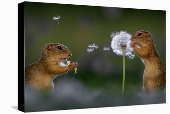 Two European ground squirrel, feeding on dandelion, Hungary-Bence Mate-Premier Image Canvas