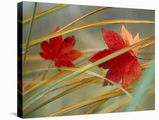 Two Fall Orange Fall Leaves Amid Yellow Reeds with Out of Focus Green Background-null-Premier Image Canvas