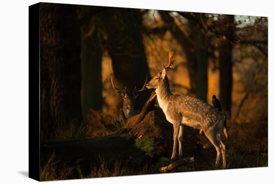 Two Fallow Deer, Cervus Elaphus, in London's Richmond Park-Alex Saberi-Premier Image Canvas