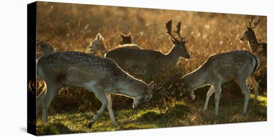 Two Fallow Deer, Dama Dama, Fighting in London's Richmond Park-Alex Saberi-Premier Image Canvas