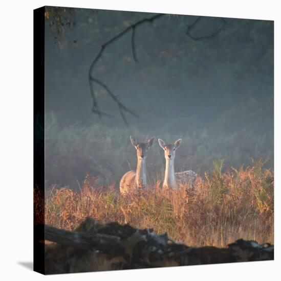 Two Fallow Deer Females, Dama Dama, in Early Morning Haze in Richmond Park-Alex Saberi-Premier Image Canvas