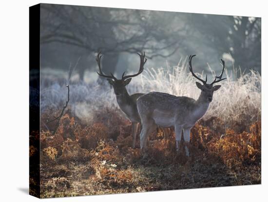 Two Fallow Deer Stags, Dama Dama, Stand In Richmond Park At Dawn-Alex Saberi-Premier Image Canvas