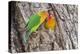 Two Fischer's Lovebirds Nuzzle Each Other, Ngorongoro, Tanzania-James Heupel-Premier Image Canvas