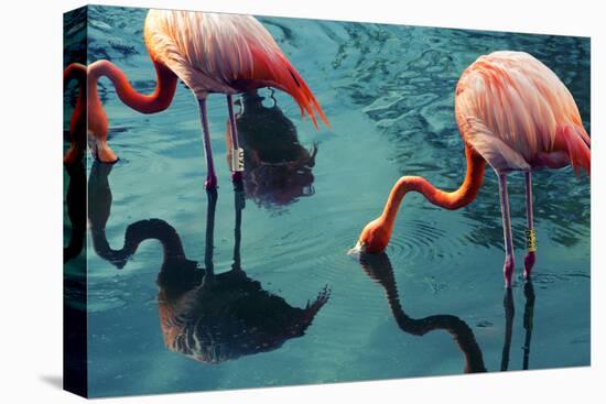 Two Flamingos-Lynn Watson-Premier Image Canvas