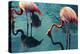 Two Flamingos-Lynn Watson-Premier Image Canvas