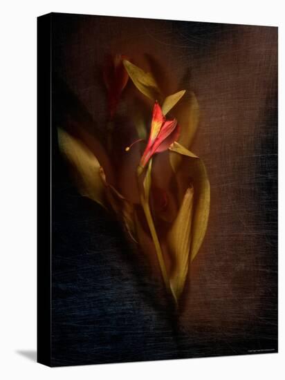 Two Floral Stems-Robert Cattan-Premier Image Canvas