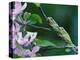 Two Frogs on Branch-Nancy Rotenberg-Premier Image Canvas