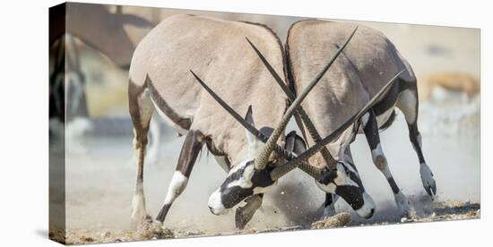 Two Gemsbok Bulls (Oryx Gazella) Males Fighitng, Etosha National Park, Namibia-Wim van den Heever-Premier Image Canvas