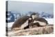 Two Gentoo penguin chicks sleeping huddled together, Antarctica-Franco Banfi-Premier Image Canvas