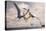 Two Geosternbergia Pterosaurs Fighting over Small Fish-null-Stretched Canvas