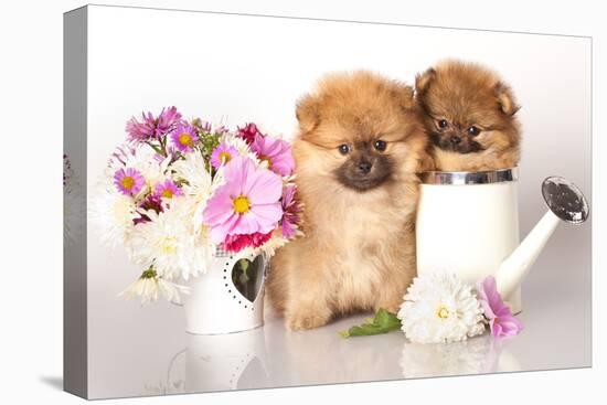 Two German (Pomeranian) Spitz Puppies And Flowers On White Background-Lilun-Premier Image Canvas