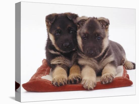 Two German Shepherd Dog Alsatian Pups, 5 Weeks Old, Lying on a Pillow-Jane Burton-Premier Image Canvas