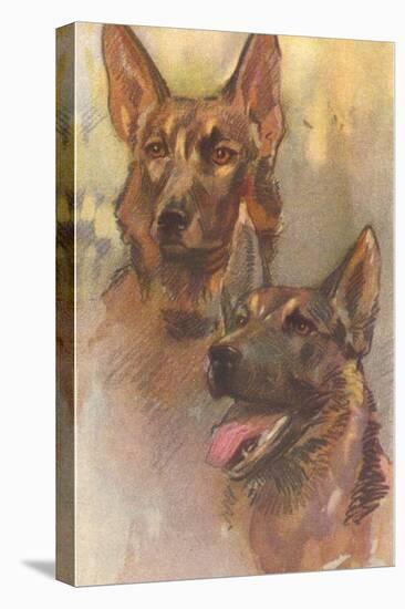 Two German Shepherds-null-Stretched Canvas