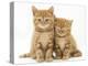 Two Ginger Domestic Kittens (Felis Catus)-Jane Burton-Premier Image Canvas