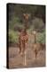 Two Giraffes Walking through the Bush-DLILLC-Premier Image Canvas