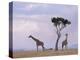 Two Giraffes with Acacia Tree, Masai Mara, Kenya, East Africa, Africa-James Gritz-Premier Image Canvas