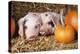 Two Gloucester Old Spot Piglets with Pumpkins-null-Premier Image Canvas