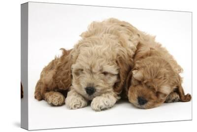 english cocker spaniel x poodle