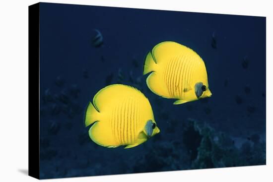 Two Golden / Masked butterflyfish, Red Sea, Eygpt-Georgette Douwma-Premier Image Canvas