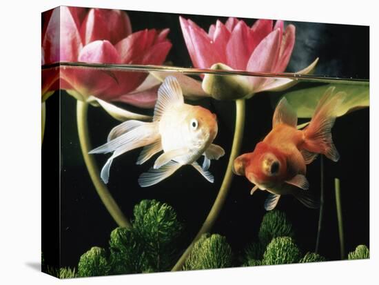 Two Goldfish (Carassius Auratus) with Waterlilies, UK-Jane Burton-Premier Image Canvas