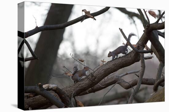 Two Gray Squirrels Meet Face to Face on a Fallen Tree Branch on a Winter Morning-Alex Saberi-Premier Image Canvas
