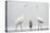 Two Great Egrets (Ardea Alba) Standing Opposite Each Other with Grey Heron (Ardea Cinerea)-Bence Mate-Premier Image Canvas